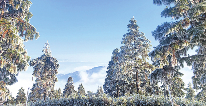 连云山雾凇“上妆”森林公园变“琉璃仙境”